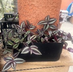 Healthy plant