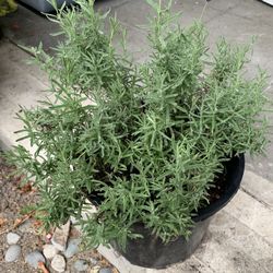 Outdoor Lavander 