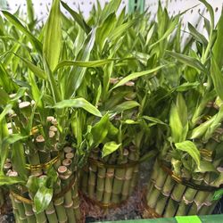 3 Large Lucky Bamboo Towers/Layers Lucky Bamboo Shop 