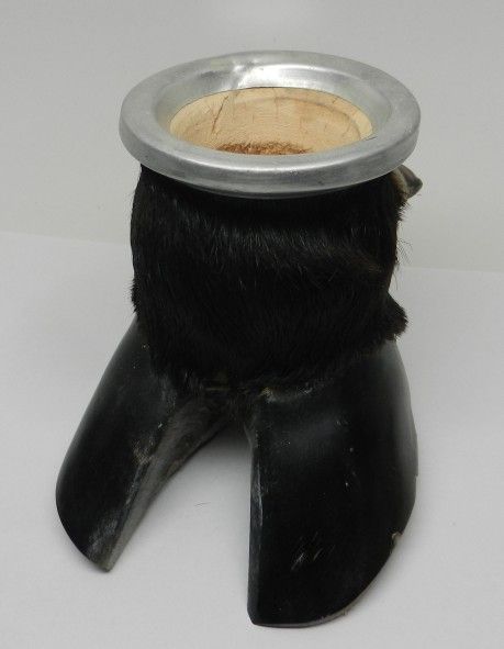 Taxidermy Real Animal Cloven Hoof Bull Cow Bison Black Fur Bowl Oddity Curiosity.