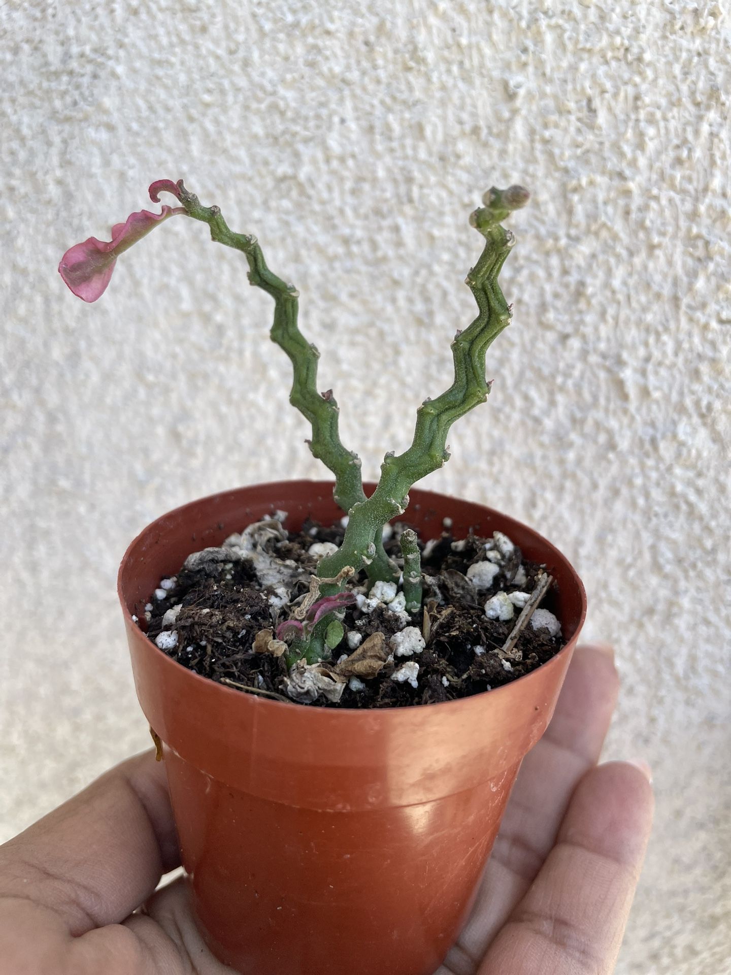 Succulent Plants