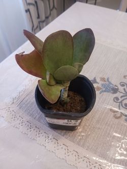 $2 succulents