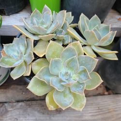 BEAUTIFUL SUCULENTS PLANTS 🪴 $5.