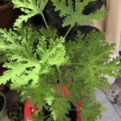 Citronella Mosquito Repellent Plant