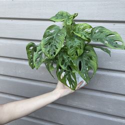 6” monstera wide form