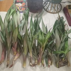 14 Red Spanish Pineapple Suckers BEST AND FASTEST SELLER PLANT Freshly Pulled (Real Deal Not The Ornamental Type) 5 Of Them Around 30 inches. 6 Of The