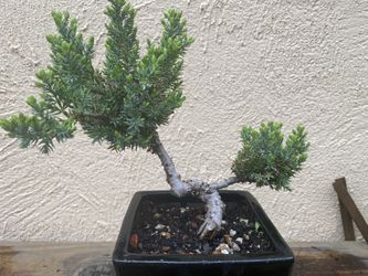Bonsai 2 Juniper