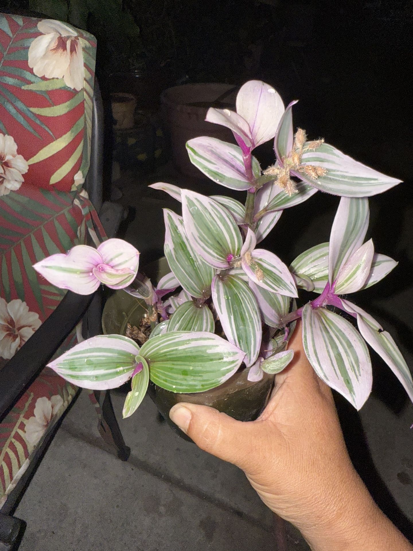 Trandescantia Nanouk Plant In 4 Inc Pot