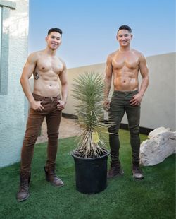Fully Rooted - 3 Foot Joshua Tree