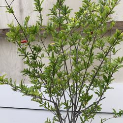 SRP2- Red Pomegranate Tree 紅石榴樹