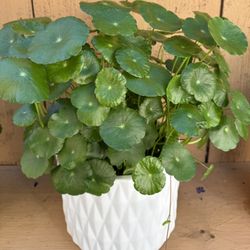 Pennywort plant with planter