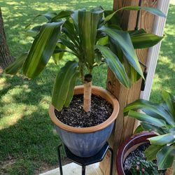 Potted Yucca Plant 
