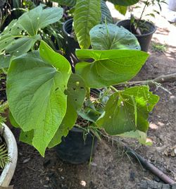 Planta de hojas Santa