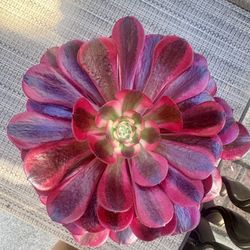 Aeonium Medusa In 1 Gallon 