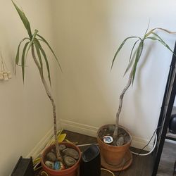Plants