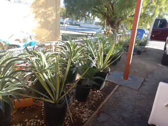 15 Gallons $35 Each