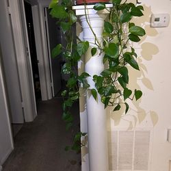 2 columnas con plantas natutares  incluidas