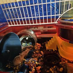 Two hamsters cage and other accessories