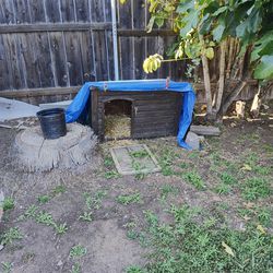 Chicken Coop/ Dog House 