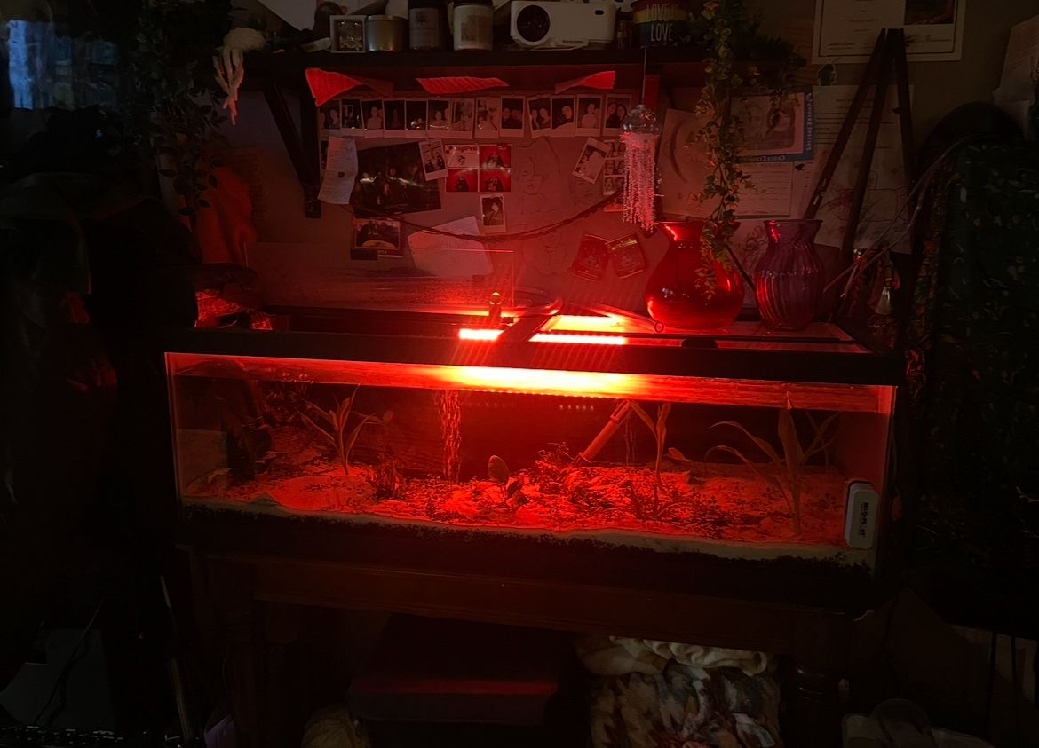 65 Gallon Fish Tank
