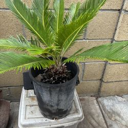 Sago Palm