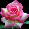 AlmaRosa’s Flower Shop(Rosie)