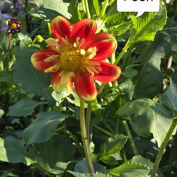 Dahlia Plants Pooh $5 each