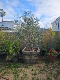 Olive Trees