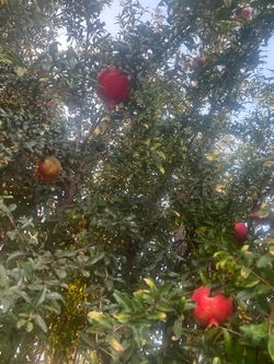 Pomegranate Fresh