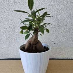Bonsai W Wee Wee In Nice Pot