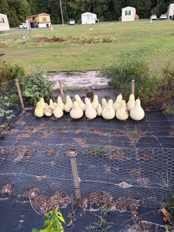 Gourd’s