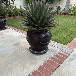 Cactus Plant In Pot - Large Beautiful- Excellent Condition  