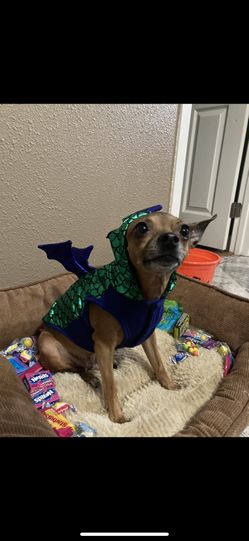 Dog Costume
