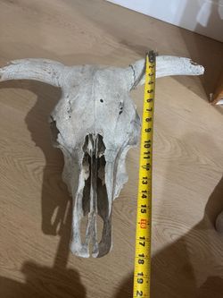 Steer skull