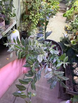 4” Variegated lipstick plant