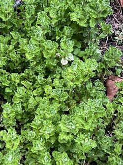 Mint plant