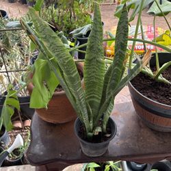 Snake Plants & Desert Star $10 Each 