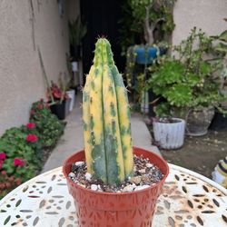 Small Variegated San Pedro Cactus $38