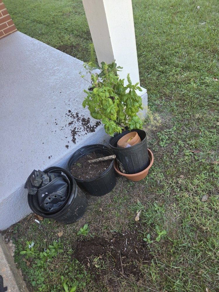 Soil,pot, Plants - Liquidation Sale
