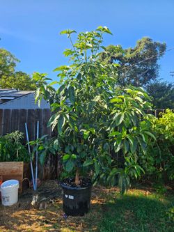 Hass Avacodo Tree 🌳