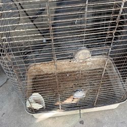 Bird, 🐔 Chicken Cag.  Welcome To Come See It.