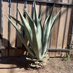 Agave Plant 