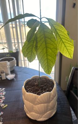 Avocado plant.     Planta de Aguacate