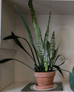 Snake plant in ceramic pot