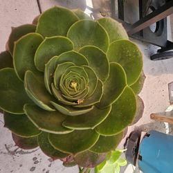 Huge Succulent With Multiple Babies 