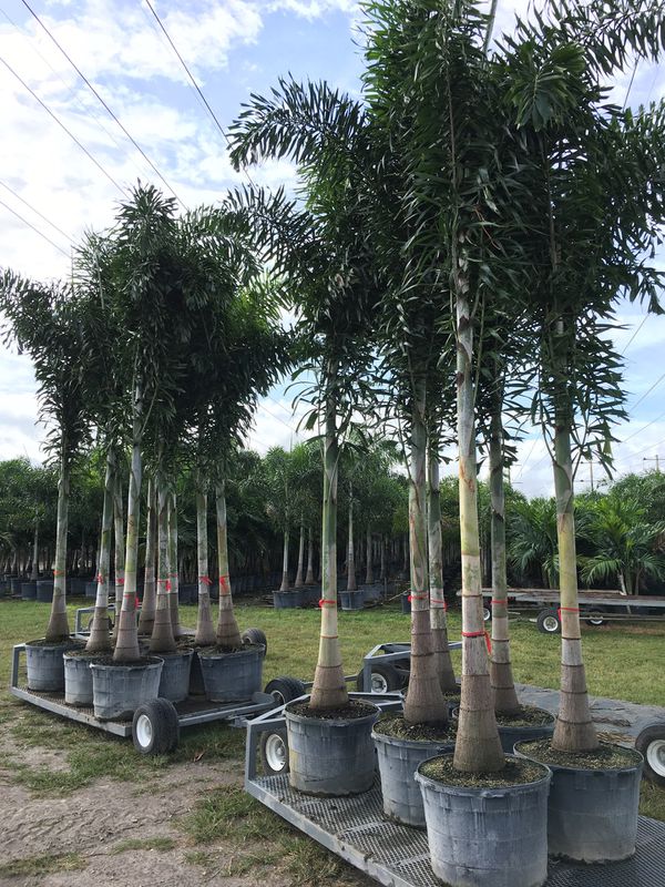 Foxtail palm trees for Sale in FL, US   OfferUp