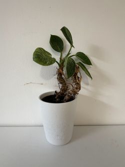 Philodendron Birkin in Tall White Pot