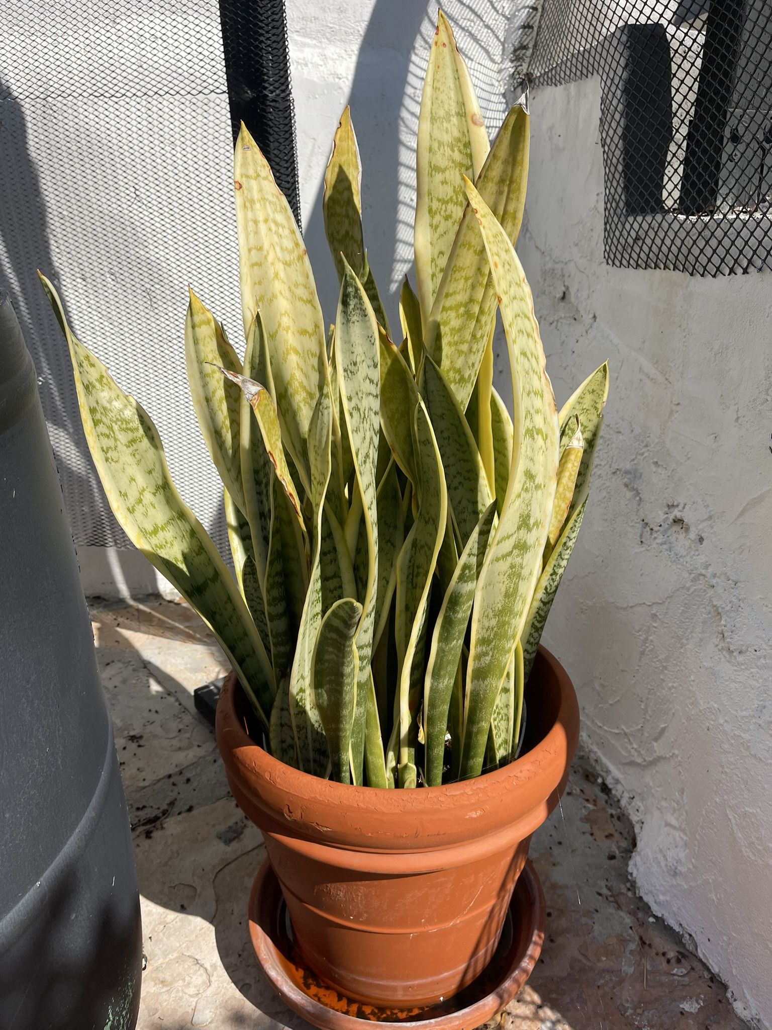 Potted Snake Plant Over 2 Ft