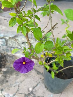 Lycianthes Rantonnetii or Blue potato bush