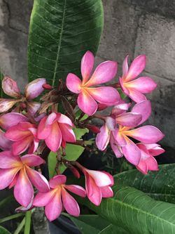 Plumeria pots